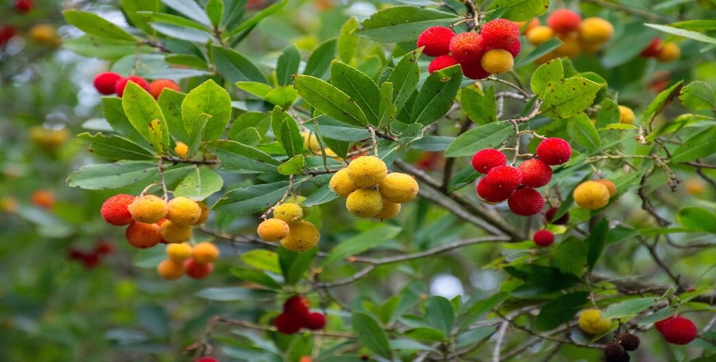 Κούμαρα: Ένα άγριο φρούτο με ιδιαίτερα χαρακτηριστικά-Τί να προσέχουμε