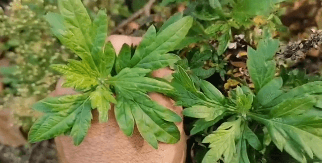 Αρτεμισία-Artemisia vulgaris: «Ξεκλειδώνει» τις δυνατότητες του εγκεφάλου