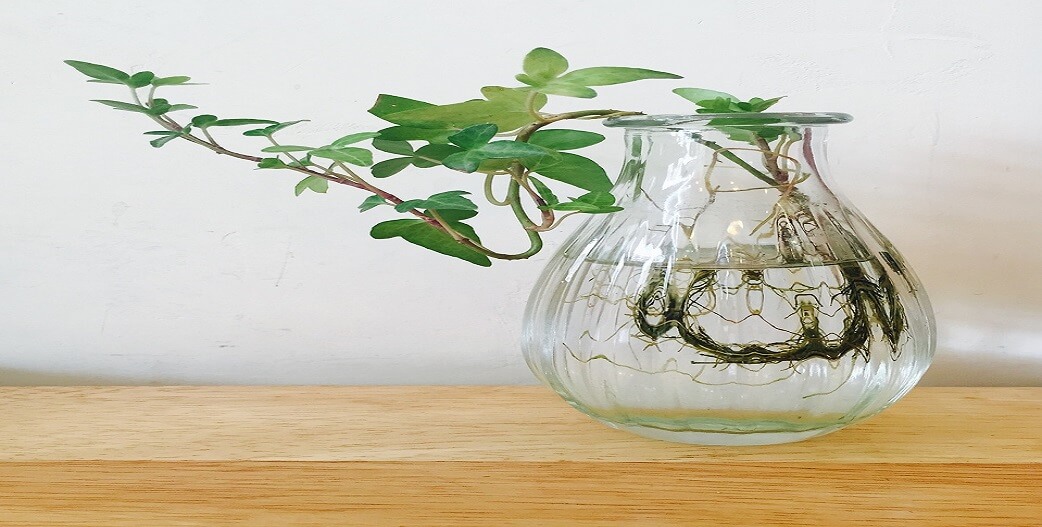 23 φυτά και βότανα που ριζώνουν σε νερό από κλαδάκι