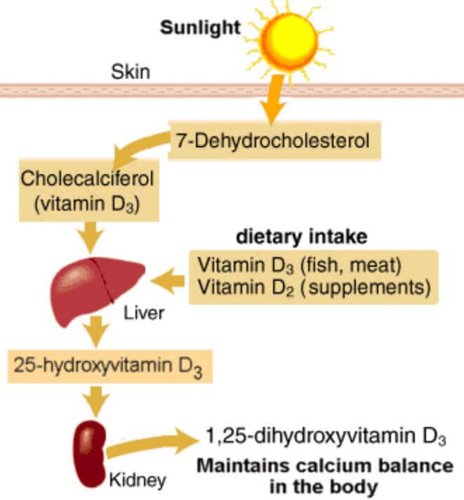 Η HDL χοληστερόλη είναι σημαντικότερος παράγοντας για μείωση του καρδιαγγειακού κινδύνου~Ο ρόλος της βιταμίνης D