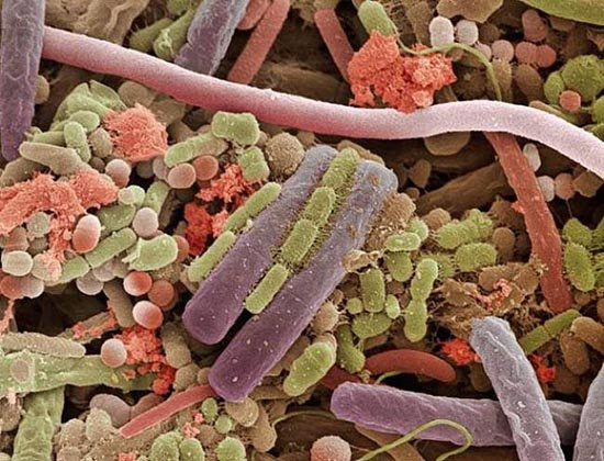 Απίθανες φωτογραφίες: Το ανθρώπινο σώμα στο μικροσκόπιο