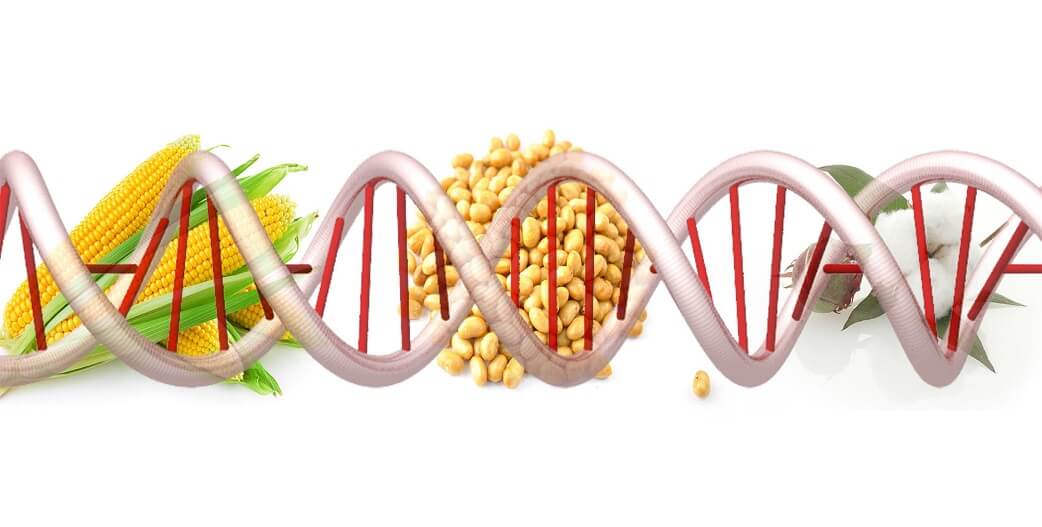 Γενετικά Τροποποιημένα: Προβληματισμός για το σχέδιο Κομισιόν για τις Νέες Γονιδιακές Τεχνικές